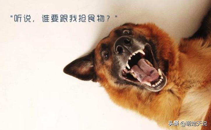 人与狗玩耍的禁忌,人与狗相处的禁忌