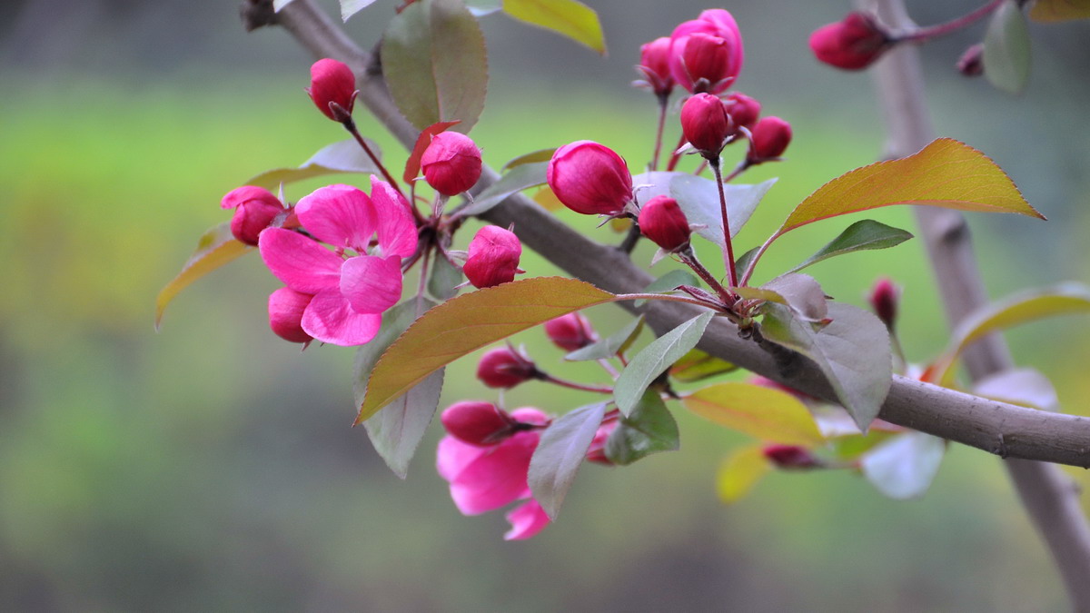 海棠花的不同品种,春天里盛开的海棠花不同品种