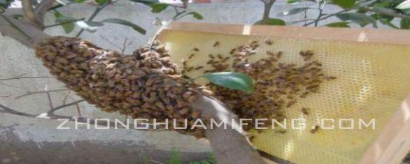夏季蜜蜂防逃要不要上防逃片,夏季怎么防止蜜蜂飞逃