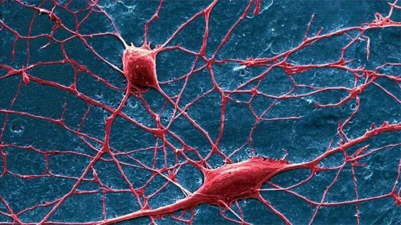 科学用脑对于养生的好处,行动力和大脑科学原理