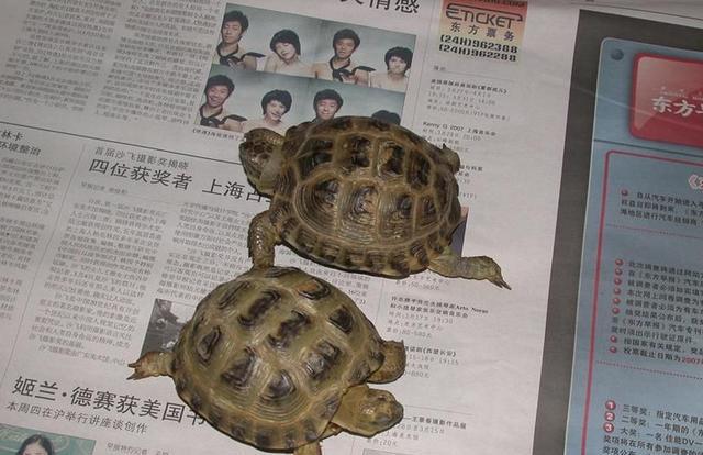 养殖龟分析,养殖陆龟犯不犯法