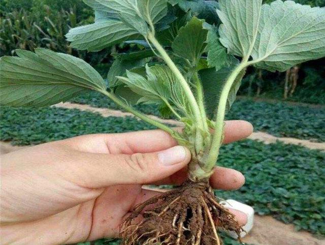 秋季大棚草莓的高产栽培技术,大棚草莓种植技术开始发展起来