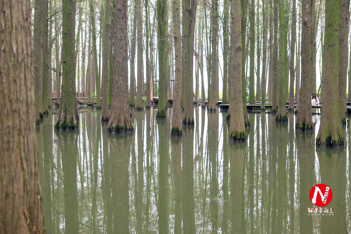 兴化看油菜花一日游,兴化千亩油菜花旅游