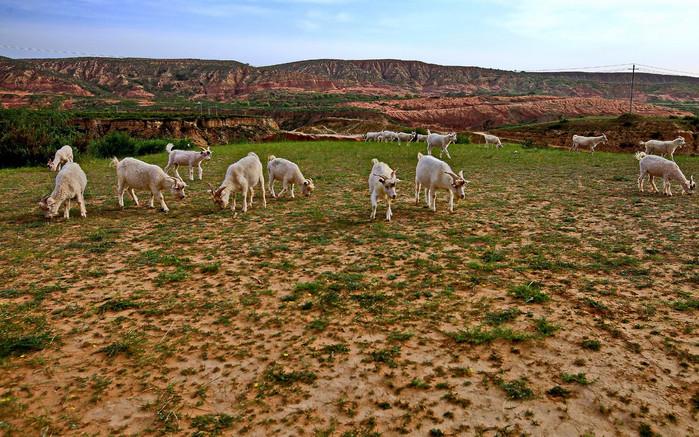 《解析中国足球青训现状及问题》,中国足球要怎么改变
