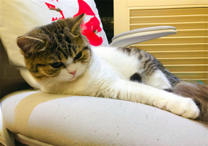 明明驱虫了但为什么还有蜱虫,猫咪得了毛滴虫主人要怎么防