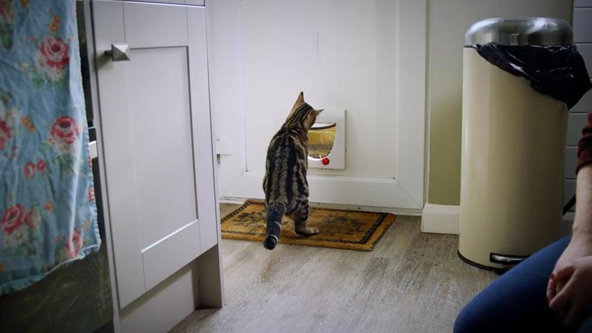 猫咪为什么喜欢坐在门口,猫咪一直跟着你喵喵叫是什么意思