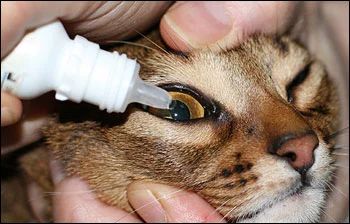 猫咪的眼炎怎么滴药,猫咪的眼部疾病有哪些
