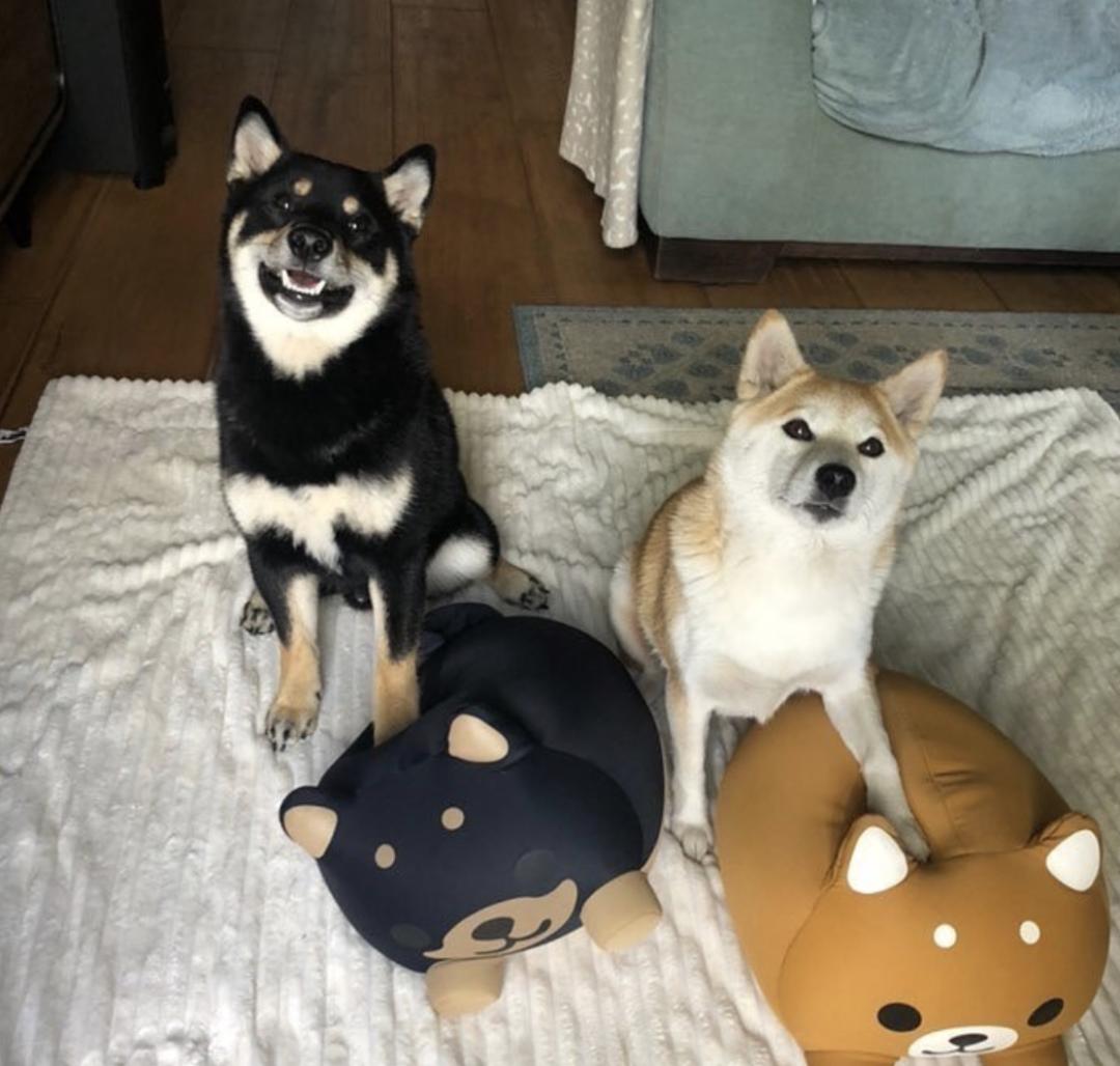 萌犬犬种,惹人喜爱的萌犬