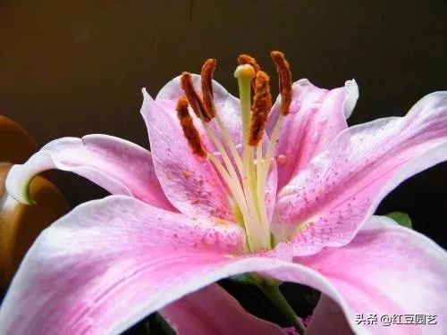 香水百合怎么养才第二次开花,香水百合怎么养才能开花