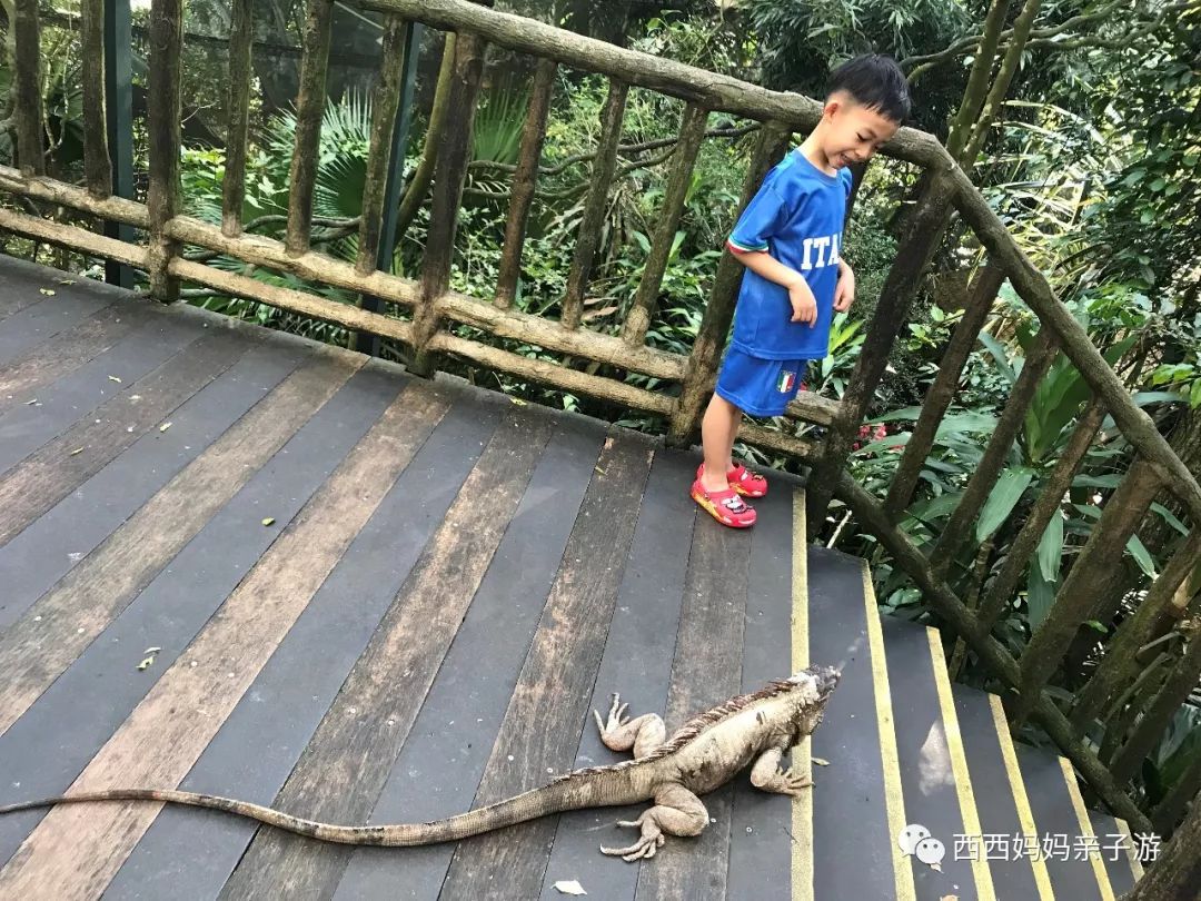 新加坡马来西亚乐高亲子游记（详细版）修改