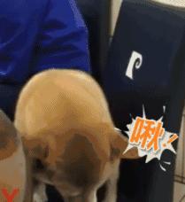 养宠小知识狗狗拉稀会诱发细小吗,养宠知识狗狗感冒是什么样子的