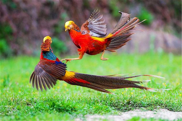 老农放羊发现凤凰,六旬老汉山中放羊看到金凤凰