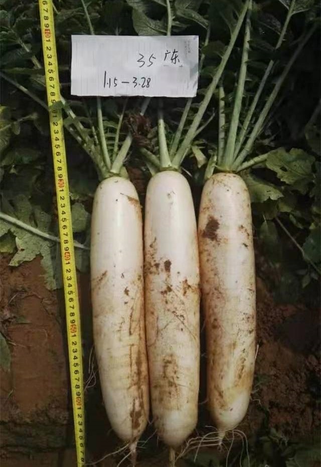 冬萝卜,冬萝卜种植