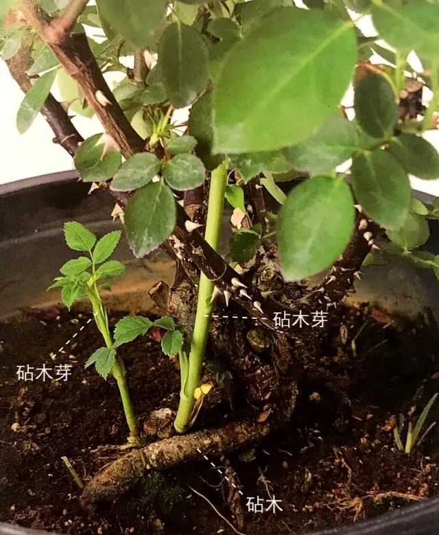 玫瑰月季怎么爆盆,玫瑰怎样爆侧芽