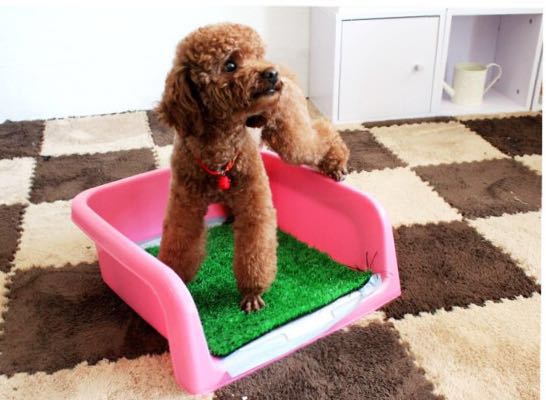 如何训练狗狗不在笼子里大小便,训练狗狗定点大小便方法