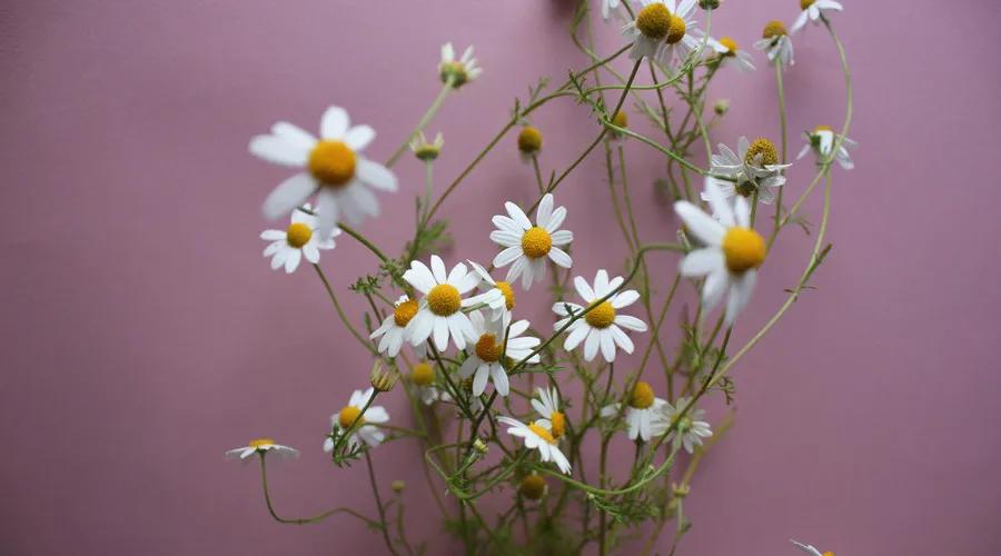 洋甘菊抗衰老精华,洋甘菊的神奇功效