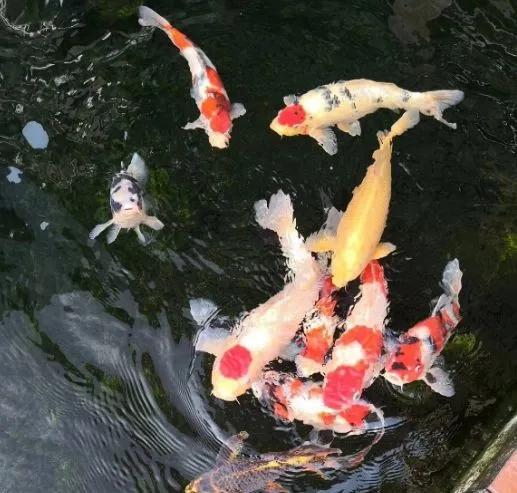 养鱼六大坑你中了几招,养鱼走过的雷区