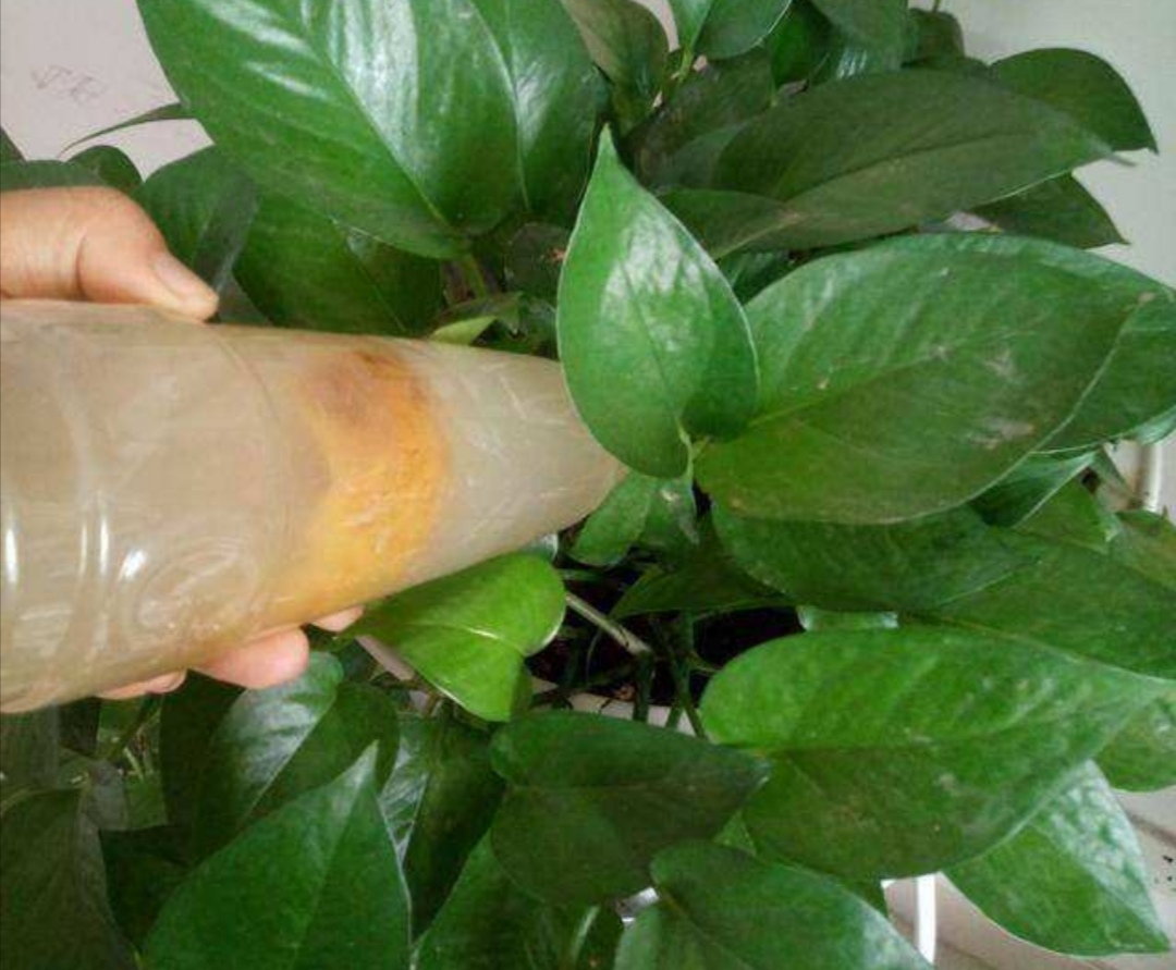 绿萝怎么浇水叶子更绿更茂盛,绿萝浇什么水长得快杆子粗叶子绿