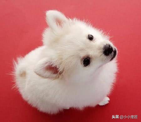 养一只萨摩狗是好还是不好,养一只萨摩需要买什么