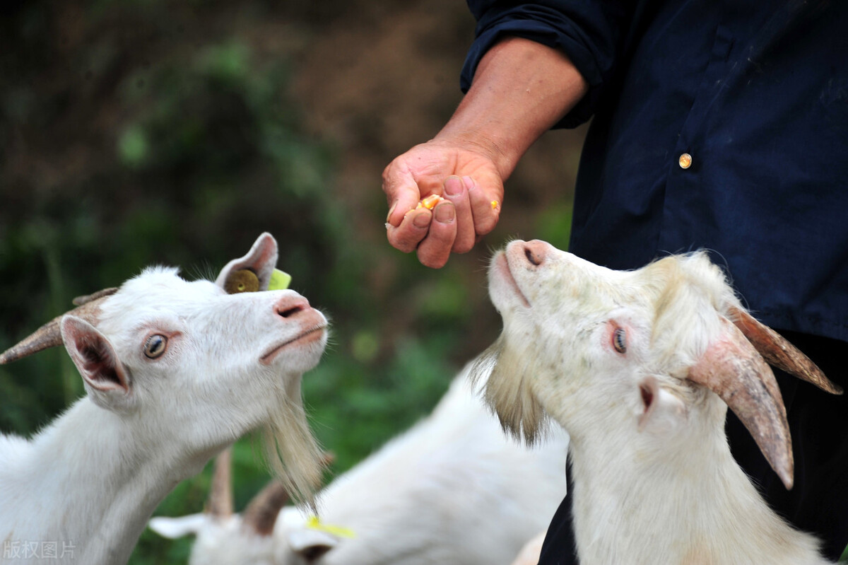 土鸡3000多只收益2万元,卖土鸡仅用一招年赚3000万