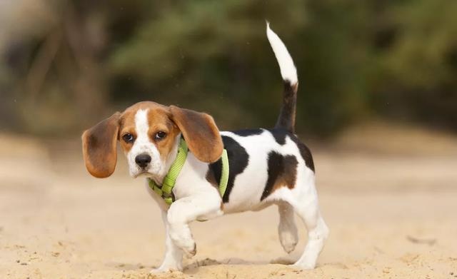 居家狗狗生活训练,日常护理狗狗皮肤不瘙痒