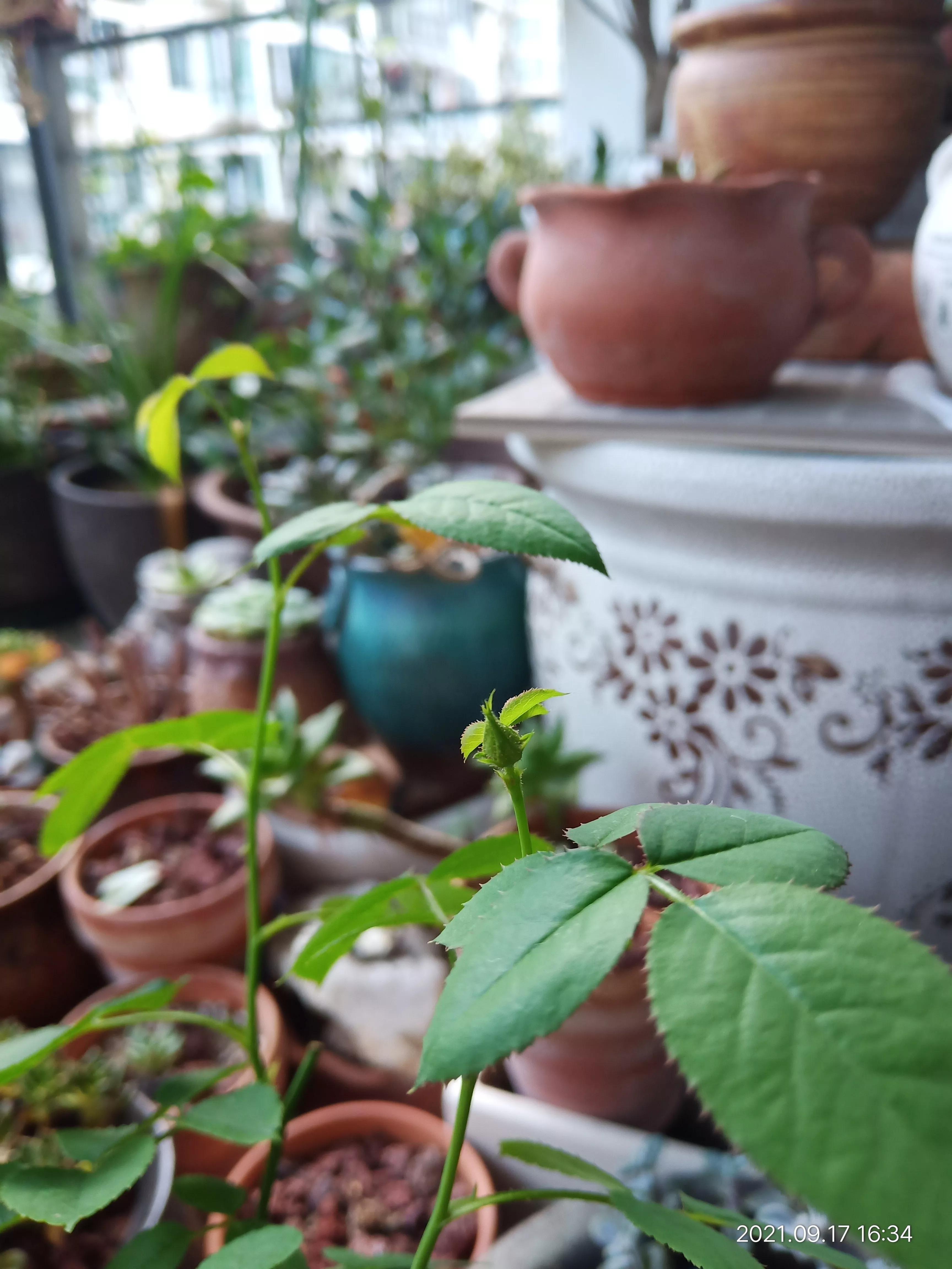 松红梅醒花方法,松红梅催花