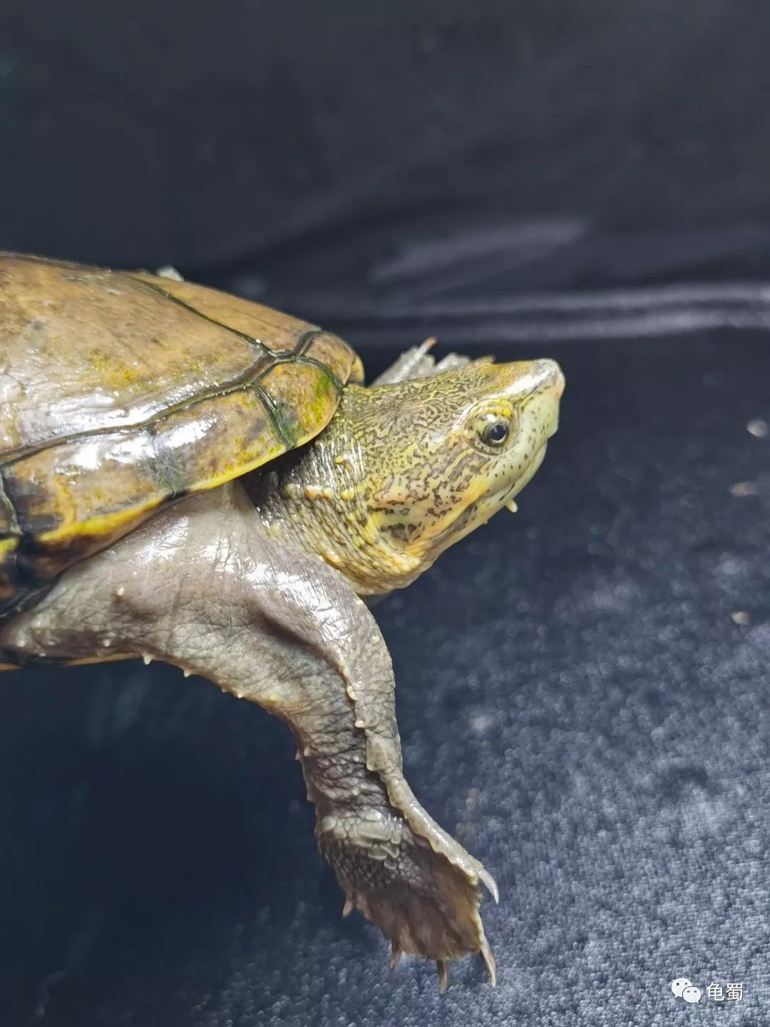 黄泽泥龟为什么冷门,泥龟冷门品种
