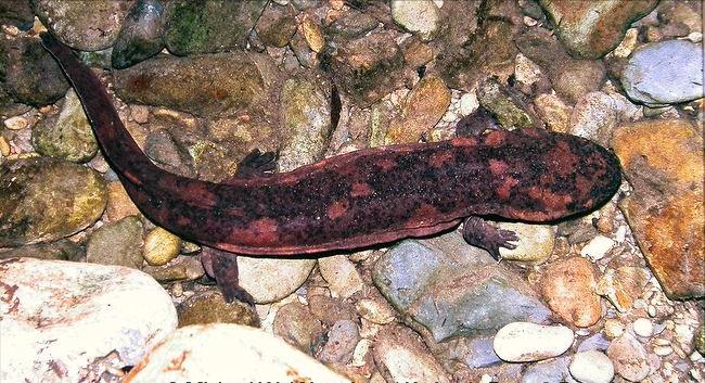 野生娃娃鱼放生的危害,遇到野生娃娃鱼的危害有多大