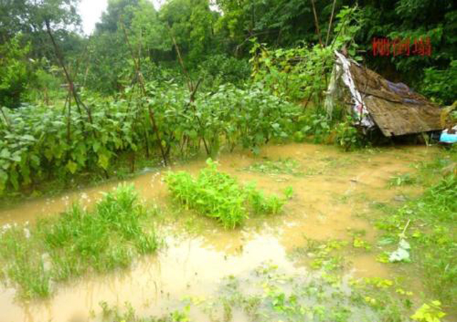 菜心烂心是何原因如何处理,大白菜心烂了怎么回事