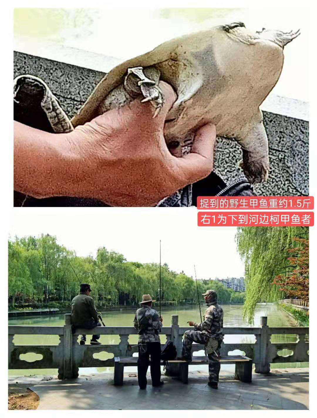 紫荊港源紫荊花紫荆港河穿八桥绿道两岸垂钓人双手活柯野生甲鱼