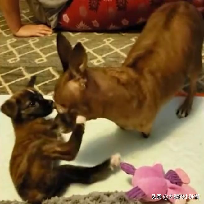 小狗如何训练小狗学走路,大狗教小狗站起来