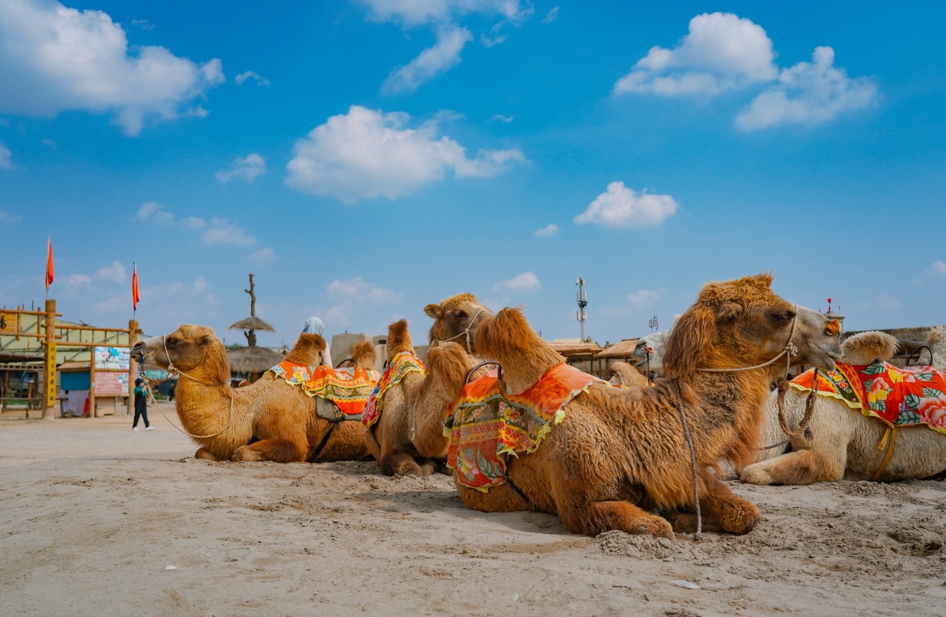 宁夏银川有哪些打卡地,游银川必去的网红打卡地