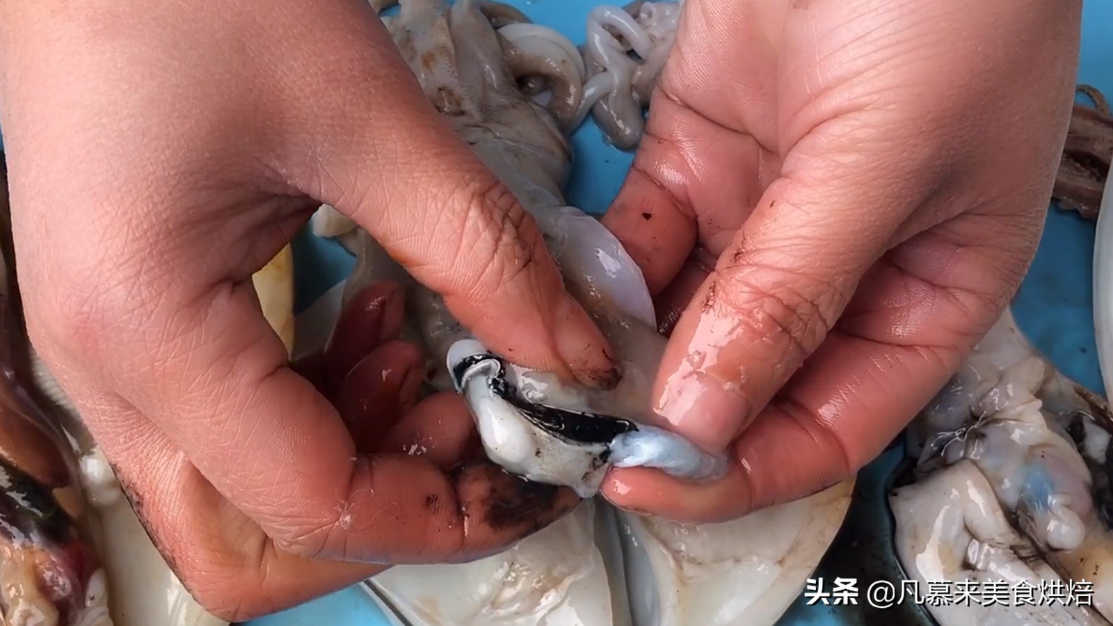 海兔八爪鱼墨鱼鱿鱼的区别,鱿鱼海兔八爪鱼三者之间区别