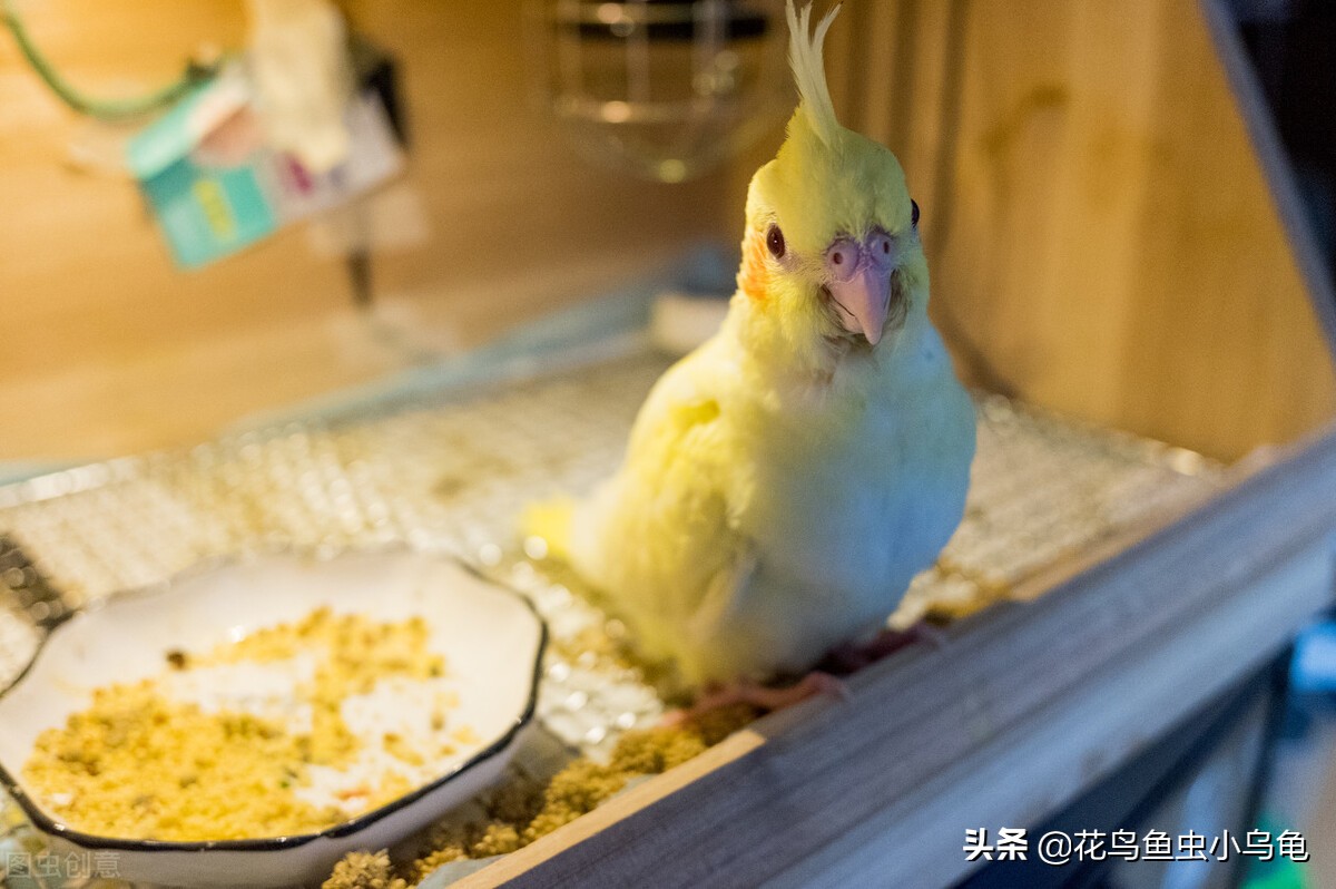 室内适合养什么动物不花力气,萌巢室内动物园有什么动物