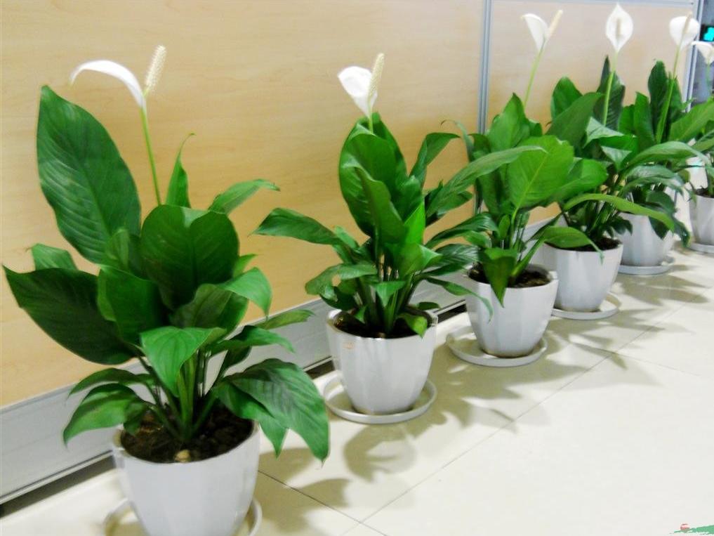十大好养的懒人花好看,家中常种的十种吉祥花