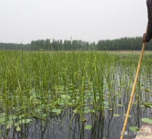 虾蟹高效养殖方法和技术,虾蟹混养如何提高青虾的养殖效益