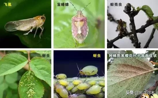 盆栽小黑飞虫怎么治,盆栽有小飞虫怎么处理