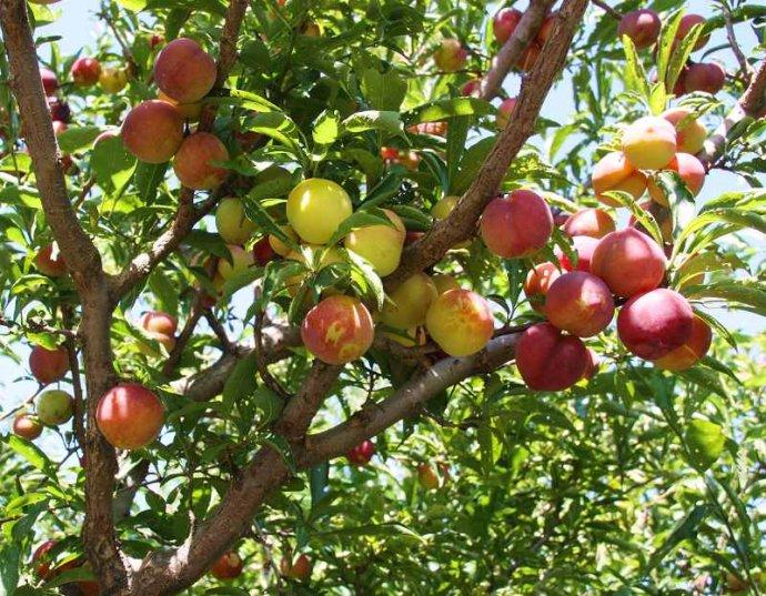 海关查获黑腹果蝇抓到了吗,海关查获7000只黑腹果蝇