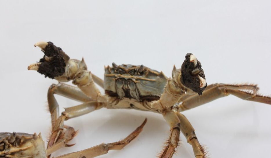 没有鱼缸怎么养小河蟹,没有海水和水草怎么养螃蟹