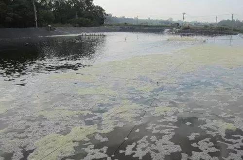 池塘起泥皮的原因,养殖池淤泥怎么去除