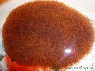 红虫伤人,红虫伤人案原因