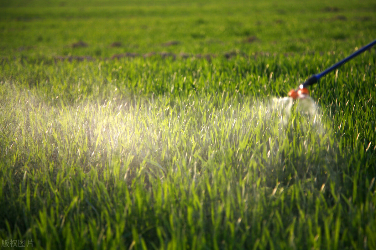 锈病防治的最佳方法,锈病防治药剂是什么