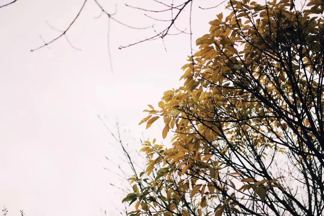 中国历史上最高水平的15首古诗词，每一首都是千古绝唱！