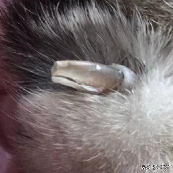 每天15分钟，医生手把手教你做17项猫咪全身检查