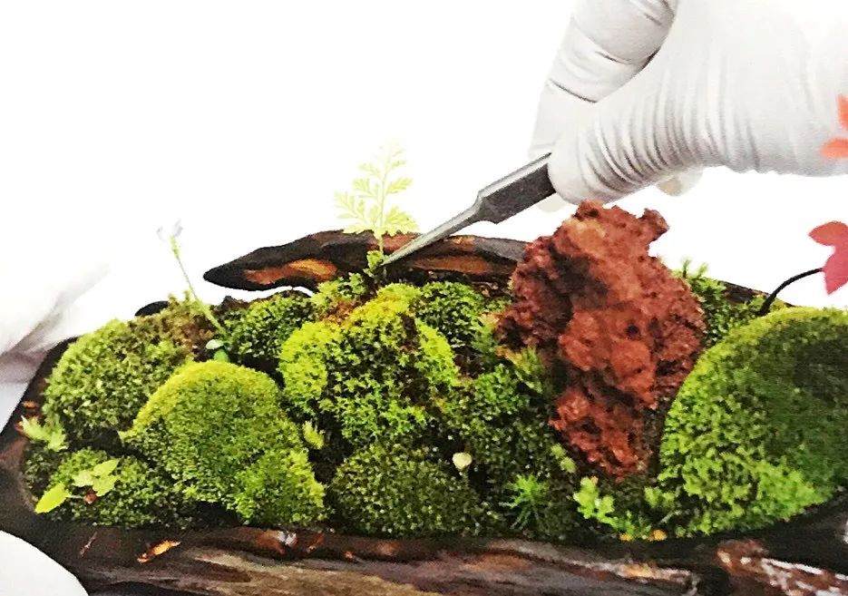 枯木也能逢春，仅需要一点点苔藓，将其制作成为独特的苔藓盆景！