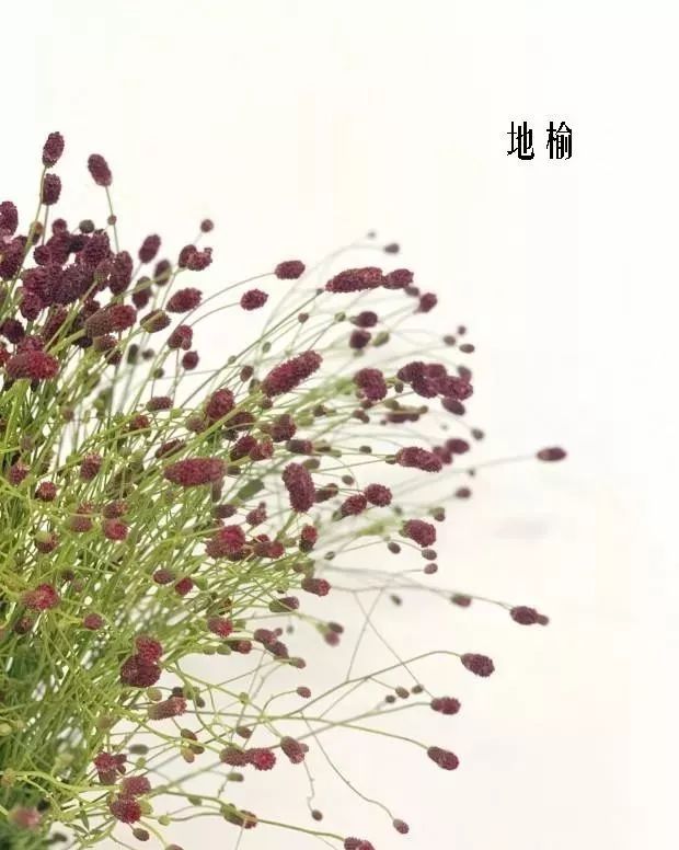 鲜花店常见花材品种大全,花店里同款的两种不同价格的花材