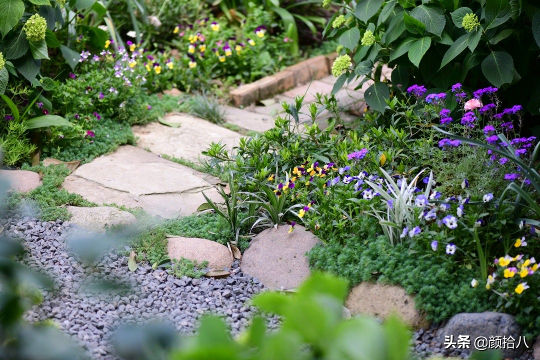 花园里的银边麦冬太好看，竟然被偷了|园丁