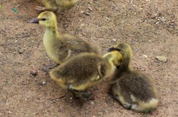 雏鹅疾病的预防与治疗,雏鹅相互啄毛是怎么回事怎么预防