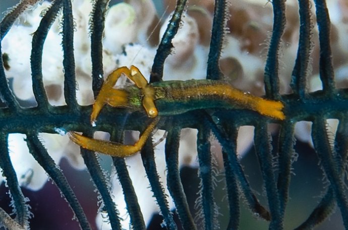 海底你不知道的东西,海底世界东海龙宫