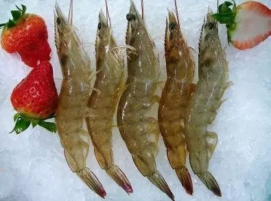 史上最全海鲜视频,史上最全海鲜贝类大全